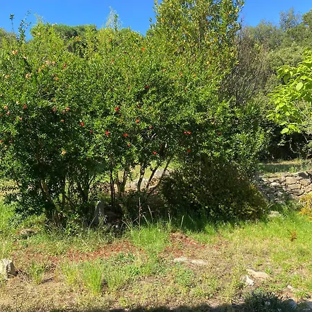 Les Rosiers - Eglantine *