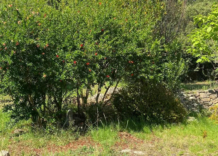 Les Rosiers - Eglantine *